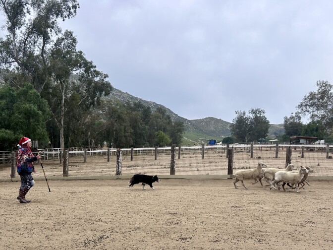 A woman in a Santa hat and holding a shepherd's staff walks toward a black and white dog who is running after a group of sheep.