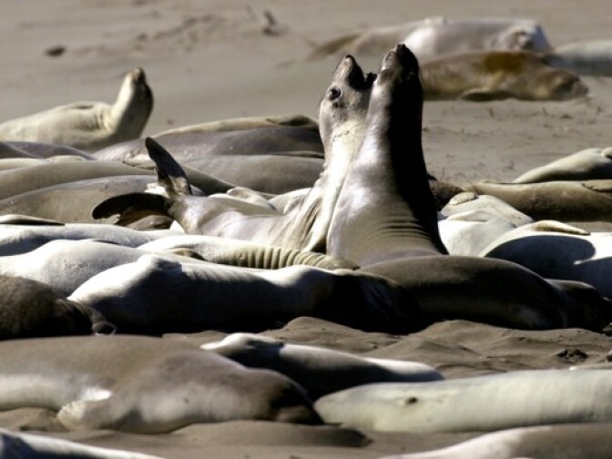 Elephant seals on a beach along California’s central coast in San Simeon Calif. Researchers have detected swine flu in elephant seals off the Central California coast, saying it was the first time a human pandemic strain has been found in marine mammals.