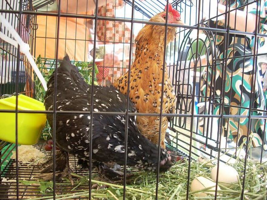 chickens-lwr.jpg