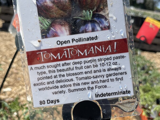 A sign saying this is a sought after deep purple striped paste type fruit. 