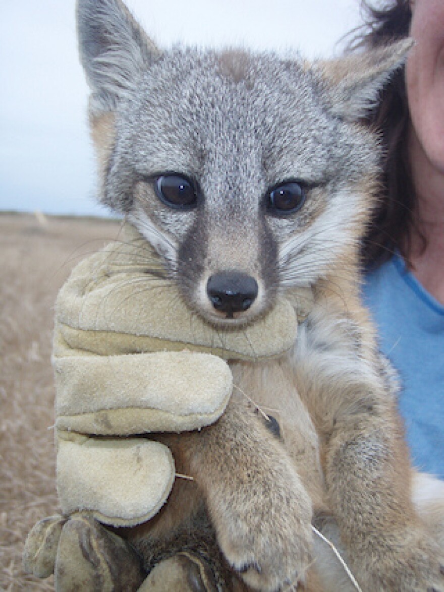 island fox habitat