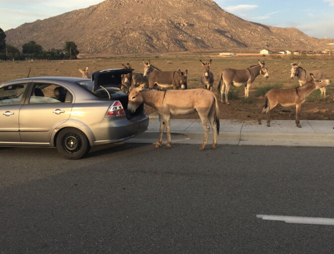 A wild burro eats out of the back of car in Riverside County. Officials say this has reduced the animal's instinctual fear of humans and led to burros being found close to roadways, increasing accidents. 