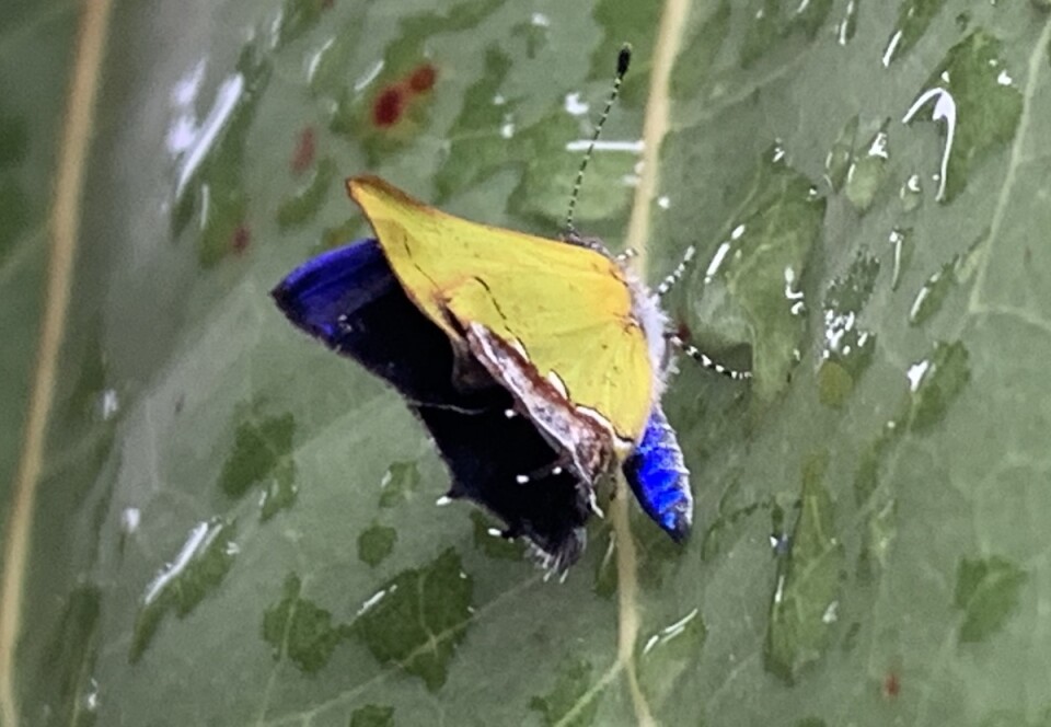 a blue and yellowish butterfly on a green leaf