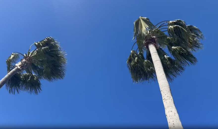 Palm fronds blow around in high winds