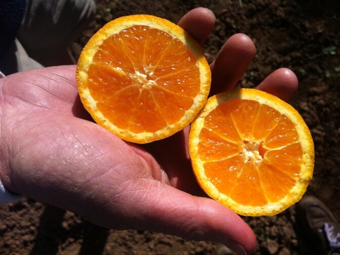 The Valencia oranges Bob Dautch grows on his Earthtrine Farms in Ojai have weathered the cold weather well ... so far. The National Weather Service says Downtown Los Angeles set a record low 35 degrees at 4 a.m. Monday