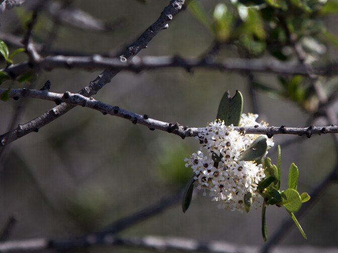 Ceanothus plants have started to bloom in Griffith Park.