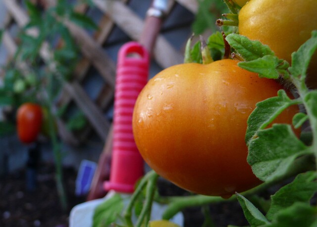 Plant_Fing_tomato.jpg