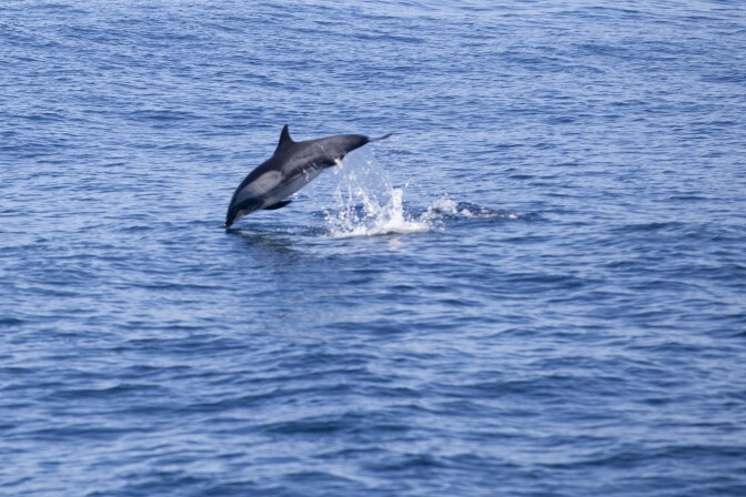 A dolphin jumps out of the water off of the coast of Long Beach. Dolphins are commonly seen in this area, but warmer temperatures are drawing marine life farther north that usually live south of California.