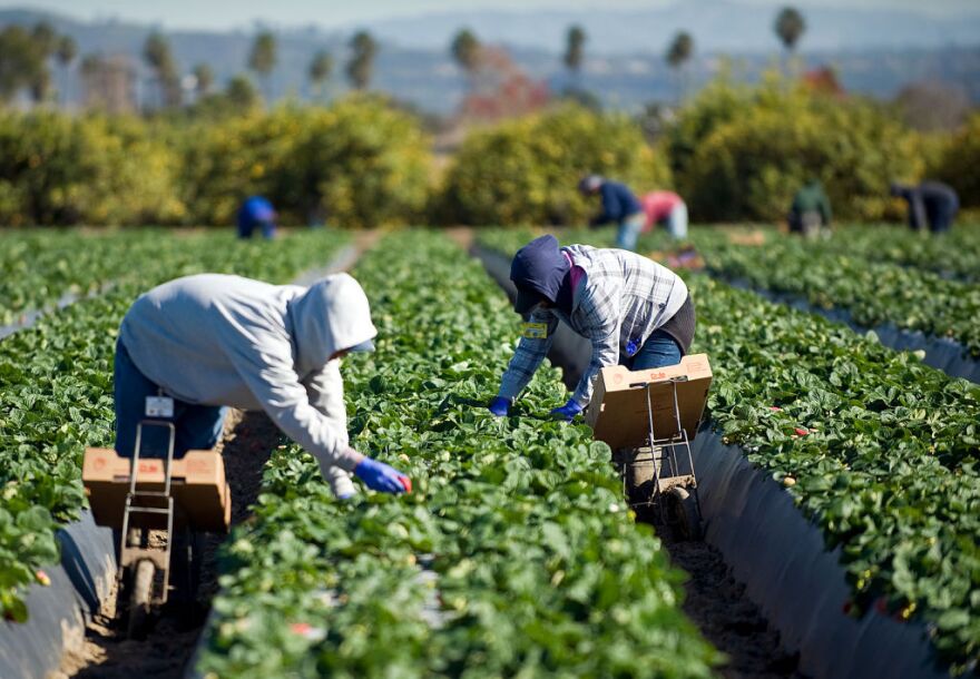 Workers fill boxes with containers strawberries for shipment. Each box is labeled with a serial number, with codes for the farm, strawberry variety, and Julian date.