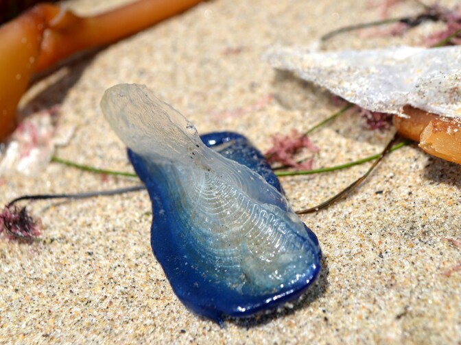 The small jellyfish are unusual in many ways. They are one of the few gelatinous sea creatures that spends the majority of its life living on the surface of the ocean.
