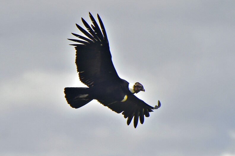 TO GO WITH AFP STORY BY PAOLA LOPEZ
A condor flies over the  De Secas Lagoon, 36 km southwest of Quito on December 2, 2015. The condor, emblematic Andean bird, in danger of extinction due to hunting and the reduction of its habitat, will be taken census for the first time as part of a protection plan. AFP PHOTO/RODRIGO BUENDIA / AFP / RODRIGO BUENDIA        (Photo credit should read RODRIGO BUENDIA/AFP/Getty Images)