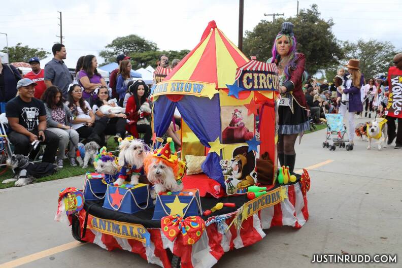 Some costumed dogs even ride in their own float, like these circus animals in the 2016 Haute Dog Halloween Parade in Long Beach.