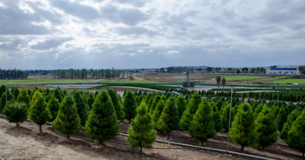 Photos Christmas tree farms in Orange County giving way to development