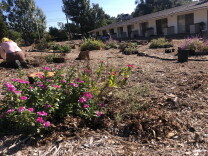 Pink flowers with green leaves in the foreground with plants and mulch stretching back on a slight hillside in front of a one-story white building. 