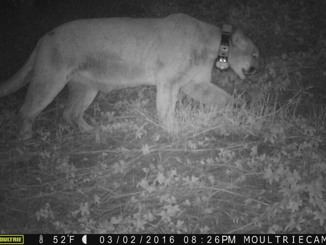 This image shows P-22 on zoo grounds via a surveillance camera, according to the zoo. It was taken on March 2.