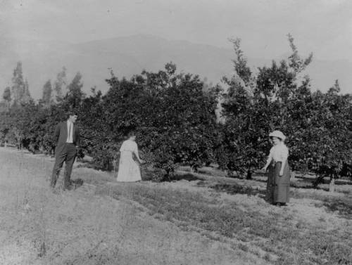 black and white photo of a lemon grove, with three people standing in front of it; a light skinned man in a suit and two women, wearing long skirts and blouses, one wearing a hat, from the beginning of the 20th century