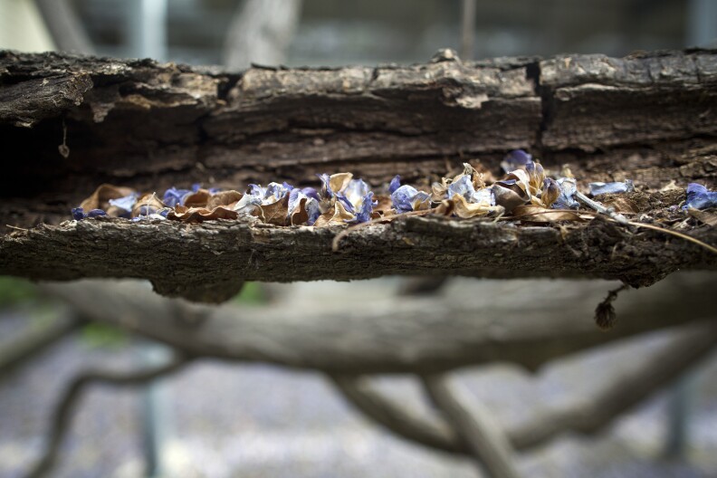The Wisteria vine, which weighed 250 tons when it entered the Guinness World Records in 1990, once crushed a structure on one of the properties. 