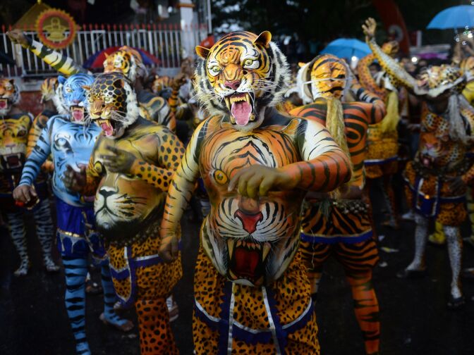 Performers painted as tigers take part in the 'Pulikali', or Tiger dance, in Thrissur, india on September 7, 2017.