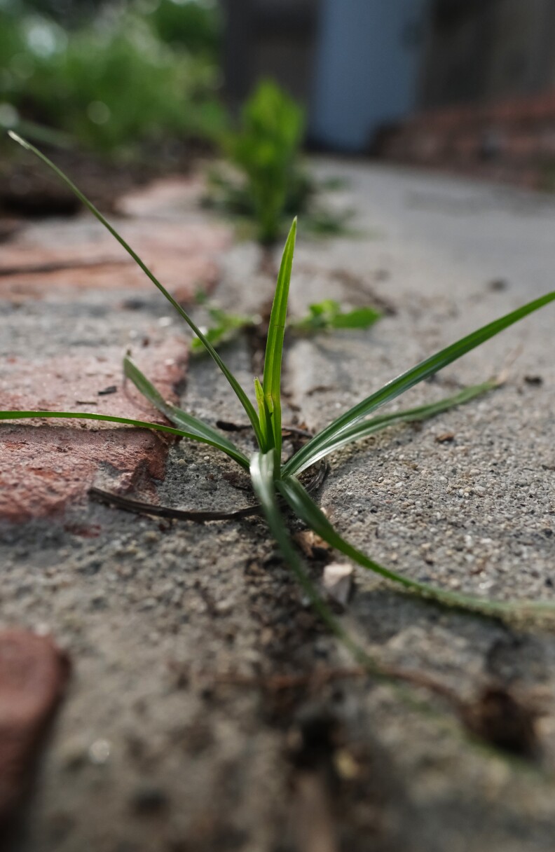 Sedge growing up through cracks in the concrete.