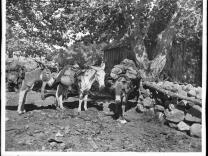 A black and white photos of three donkeys loaded with mining gear. 