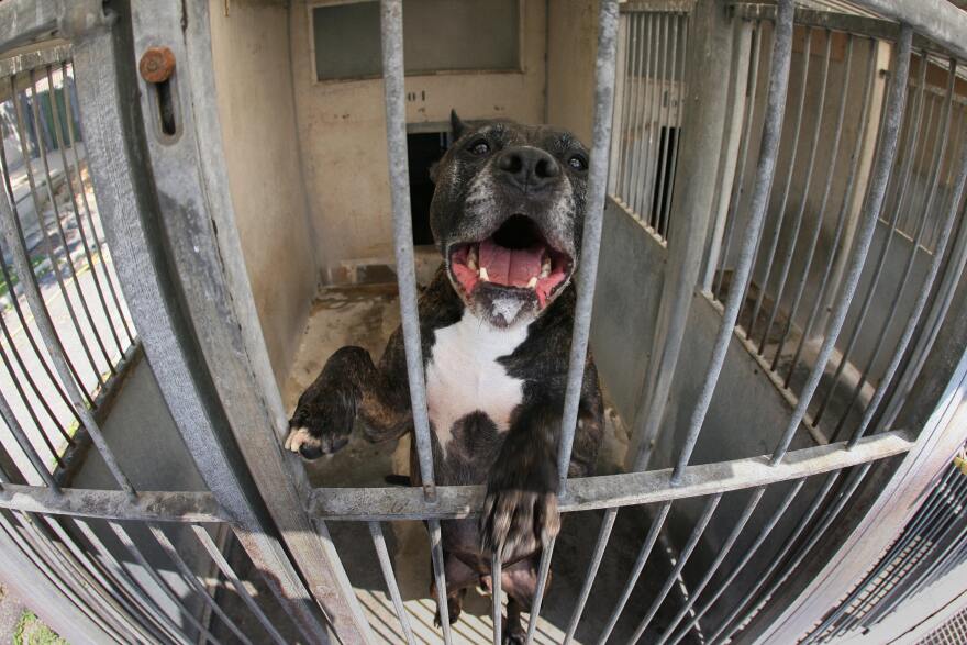 A Pit bull held in the SPA (Society for the Protection of Animals) dog pound looks at the photographer 13 June 2006 in Gennevilliers, France. 