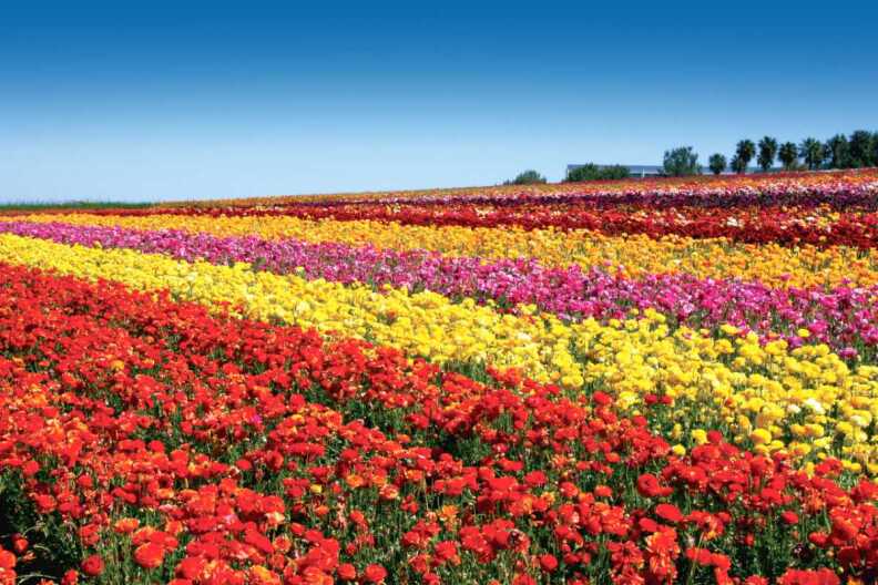 rows and rows of flowers in different colors, reds, yellow, orange against a blue sky