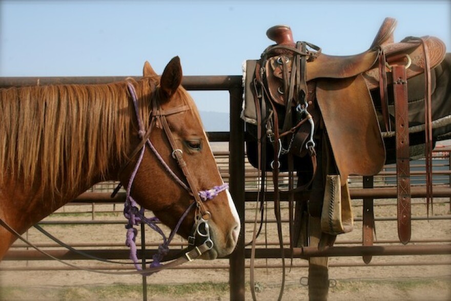 horsemeat.jpg