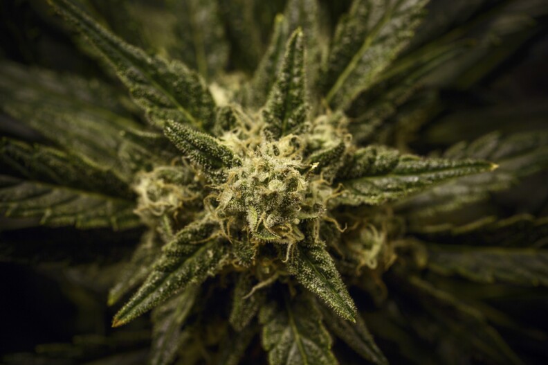 Facing what appears to be a rapidly closing window for action, dozens of cities and counties from across California are racing to enact new bans on marijuana-growing.