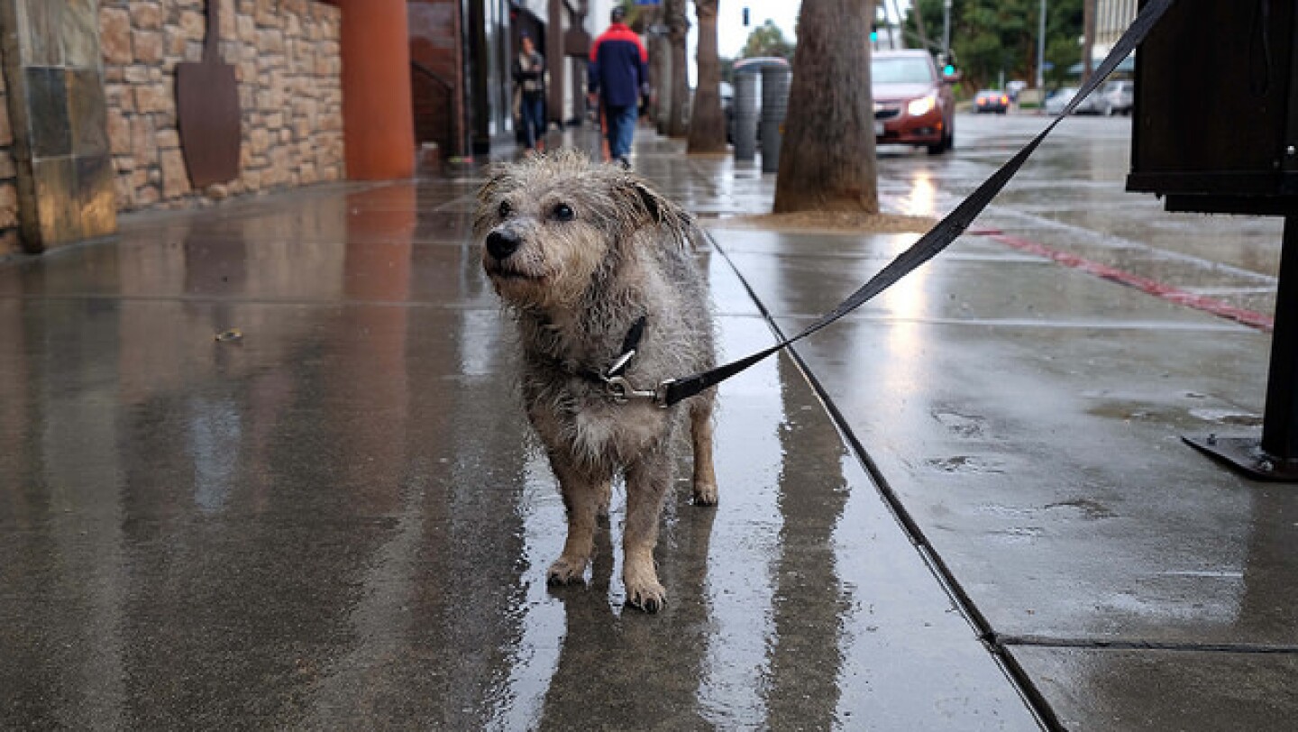 dog-rain.jpg