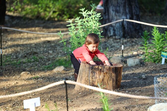 In a large outdoor forest area, a small child with light skin tone sticks her hands into a tree stump. 