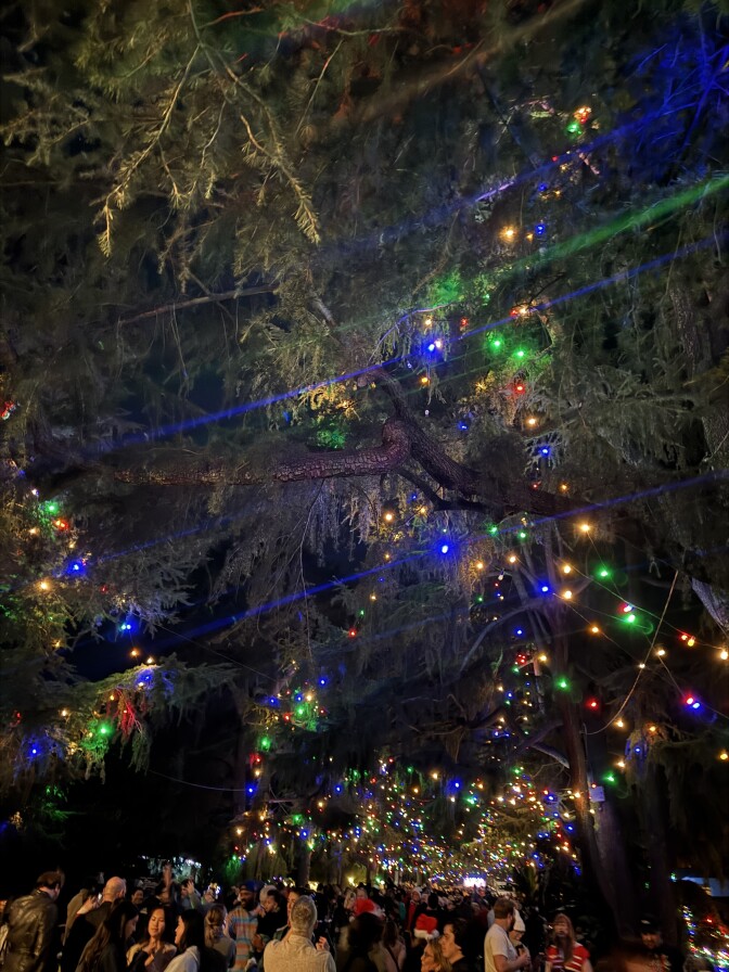 Large deodar trees are adorned with multi-colored lights. A large group of people can be seen beneath the trees.