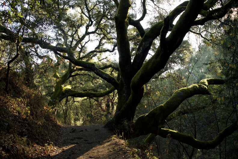 a large tree overshadows a hiking path