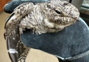 A mottled colored bird is a gloved human hand. 