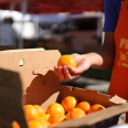 A close up of an open cardboard box full of bright orange tangerines. A man with a medium skin tone is holding up one of the tangerines in his hand. He's wearing a bright orange appron that says Food Forward.