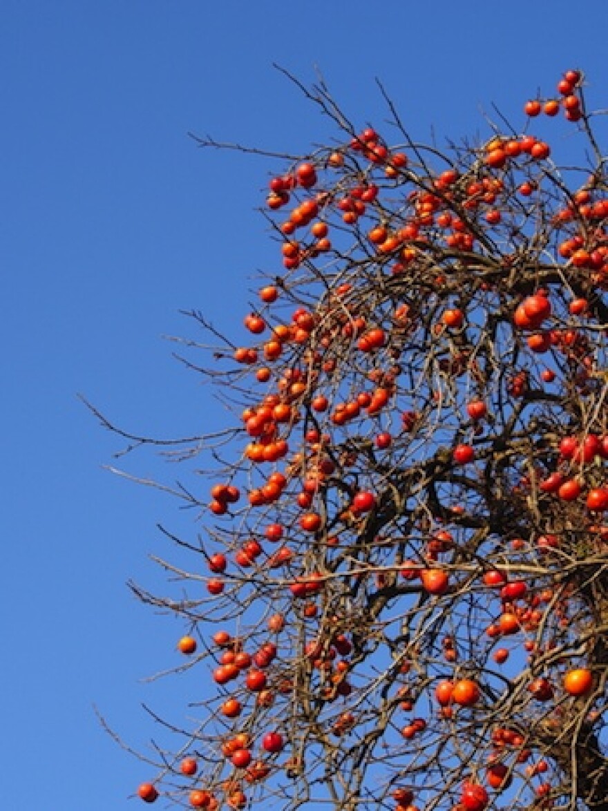 persimmon_tree.jpg