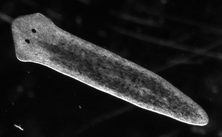 Asexual Dugesia japonica are freshwater planarians of a few millimeters in length that reproduce by splitting in two.