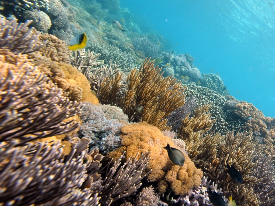 Fish swim by a colorful variety of coral near Indonesia's Komodo island.