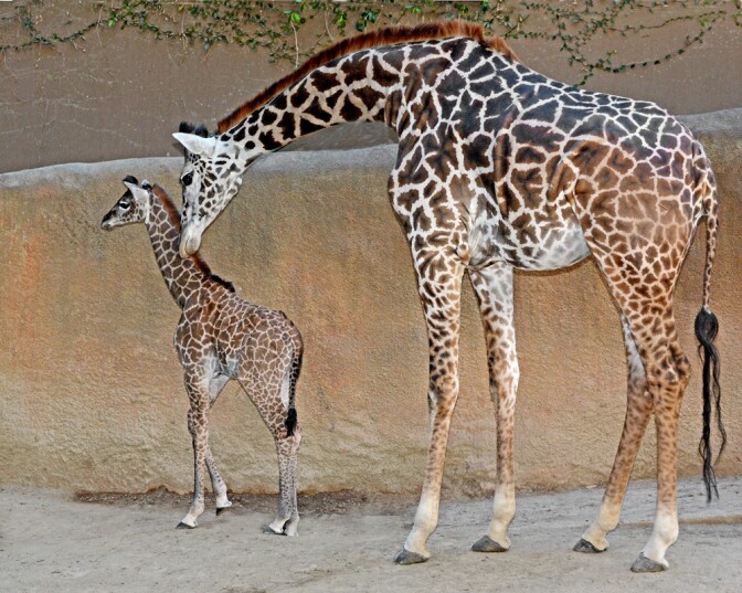 The L.A. Zoo welcomed a newborn female Masai giraffe.