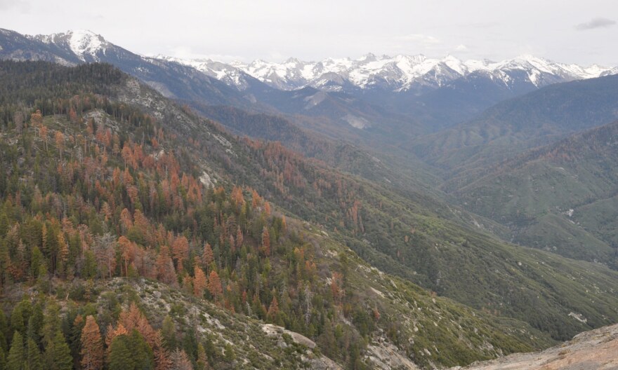 Dead trees in Sequoia National Park. May 2016.