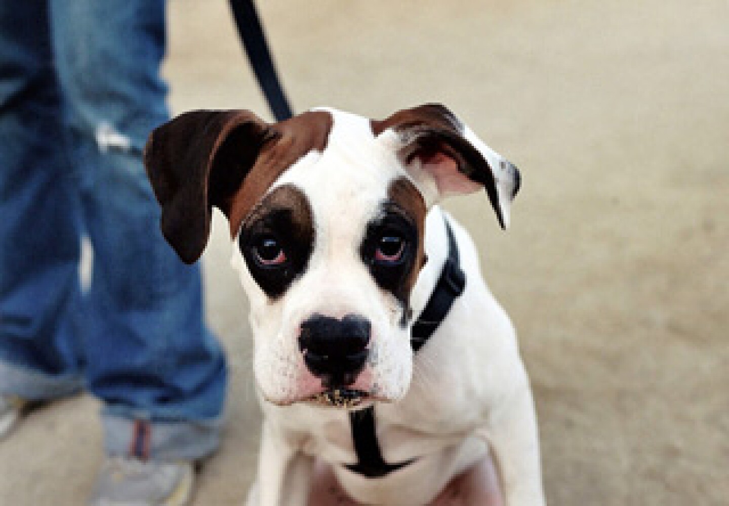buster_dog_leash.jpg