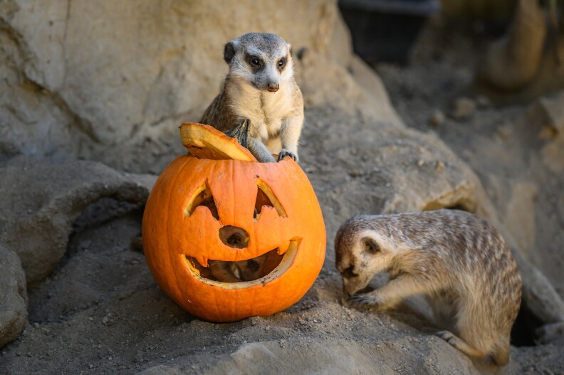 One furry animal sits atop a jack'o lantern with another meerkat sits next to them.