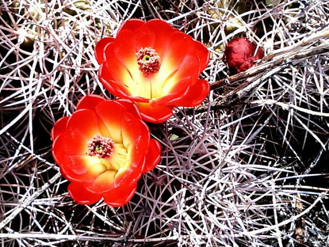 USC geophysics doctoral candidate Yaman Özakin shared his photo from Joshua Tree, taken on Sunday.