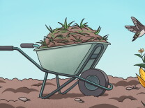 An illustration of a wheelbarrow with dirt and grass in it. It's a profile view of of the wheelbarrow while it sits on a dirt area next to California sunflowers and a humming bird.