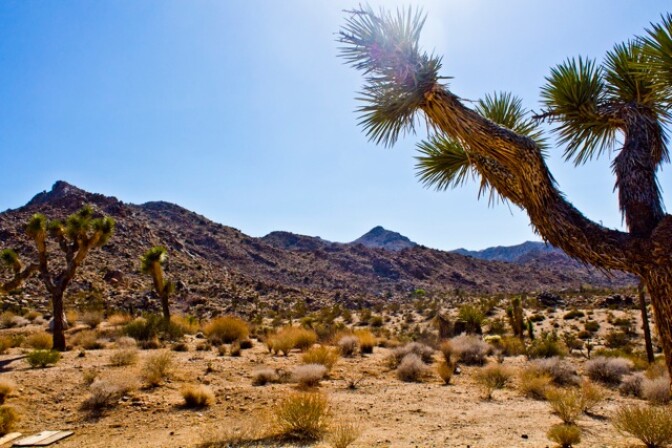 The sun shines on Joshua Tree National Park. Photo submitted by Nillie De Grakovac. 