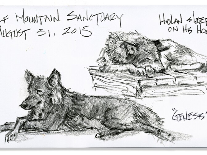Sketches from Wolf Mountain Sanctuary.