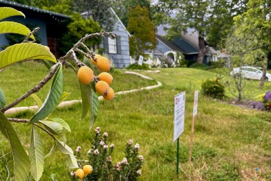 Orange loquats outoodrs grow next to a yard with a wildfire debris removal clearance sign.