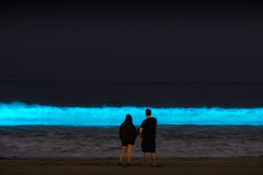 Two people, a man and a woman, stand on a sandy beach in front of rolling waves. The waves are illuminated bright blue under the nearly black night sky.