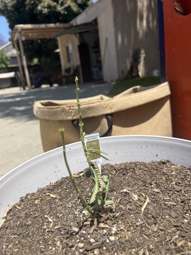 The stalk of two plants with a monarch caterpillar hanging off them.