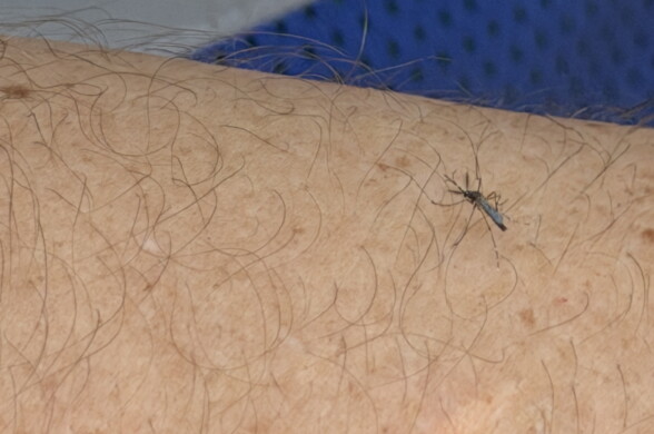 A sterile male mosquito rests on a man's arm.