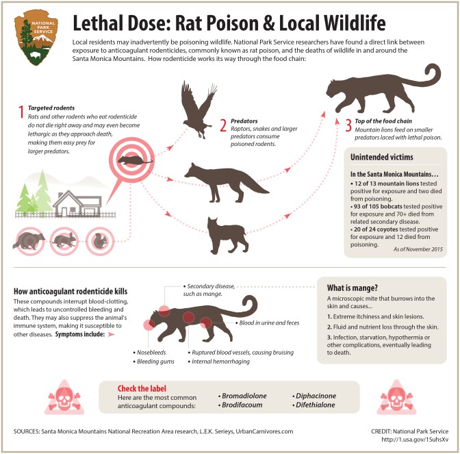 How rat poison moves through the food chain and gets into the system of larger mammals and predators, such as bobcats. 